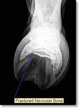 Equine lameness specialist, including digital thermal imaging (thermography), digital radiography, extracorporeal shock wave therapy, arthroscopic and laser surgery, ultrasound, endoscopy, equine denistry and much more. Located in Albion, Idaho