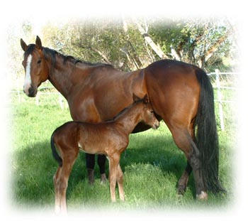 Equine lameness specialist, including digital thermal imaging (thermography), digital radiography, extracorporeal shock wave therapy, arthroscopic and laser surgery, ultrasound, endoscopy, equine denistry and much more.  Located in Albion, Idaho
