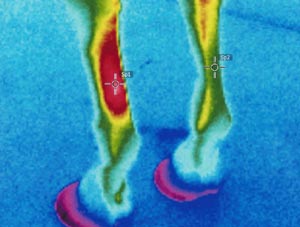 Equine lameness specialist, including digital thermal imaging (thermography), digital radiography, extracorporeal shock wave therapy, arthroscopic and laser surgery, ultrasound, endoscopy, equine denistry and much more. Located in Albion, Idaho